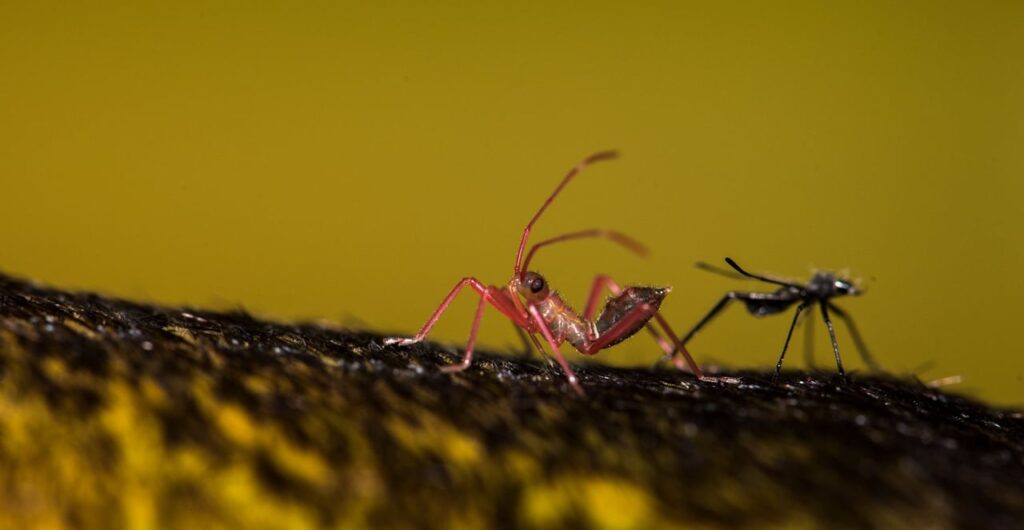 1 mm, petit insecte rouge dans la maison : qui est-il et que faire ?